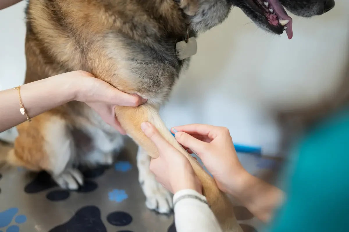 Mon chien s’est blessé un tendon : ce que ça signifie et comment l’aider à récupérer