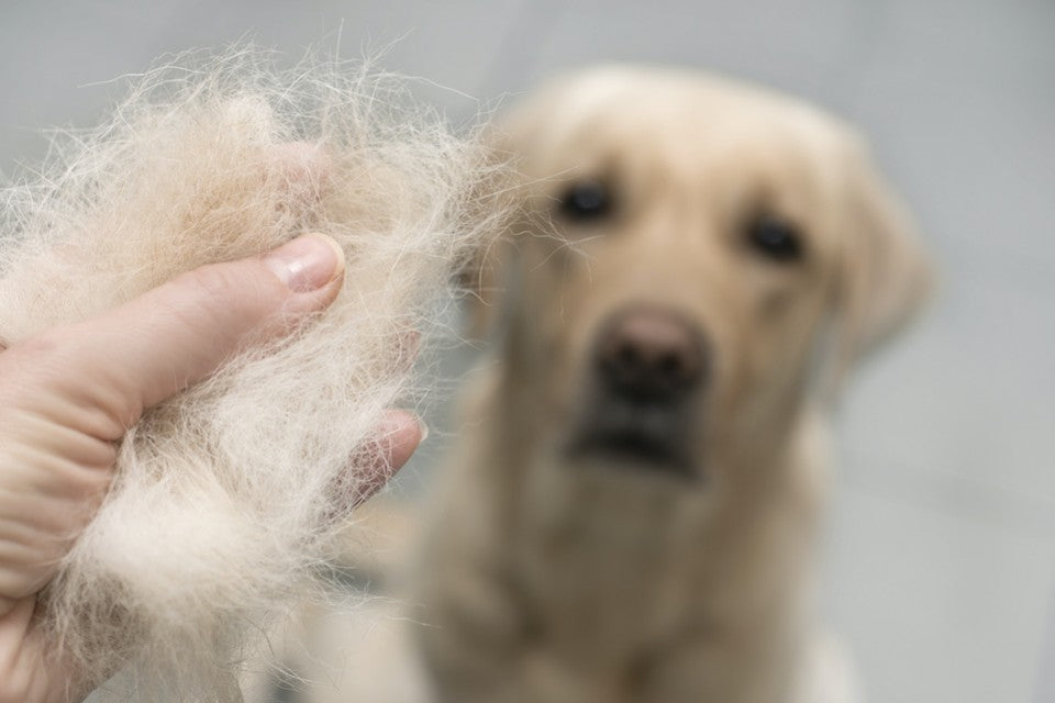 Mon chien perd ses poils en dehors des mues : causes et solutions