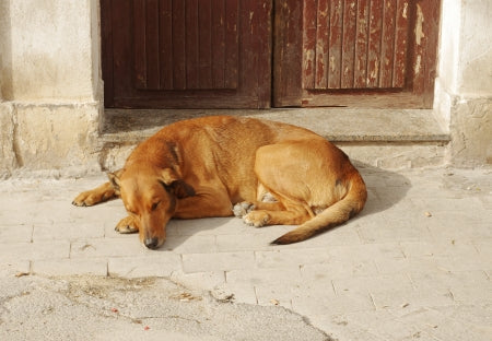 Mon chien est épuisé après une grande journée : comment l’aider à récupérer vraiment