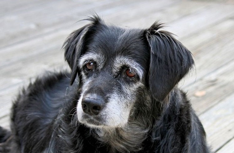 Mon chien vieillit trop vite : la routine complète pour ralentir le déclin