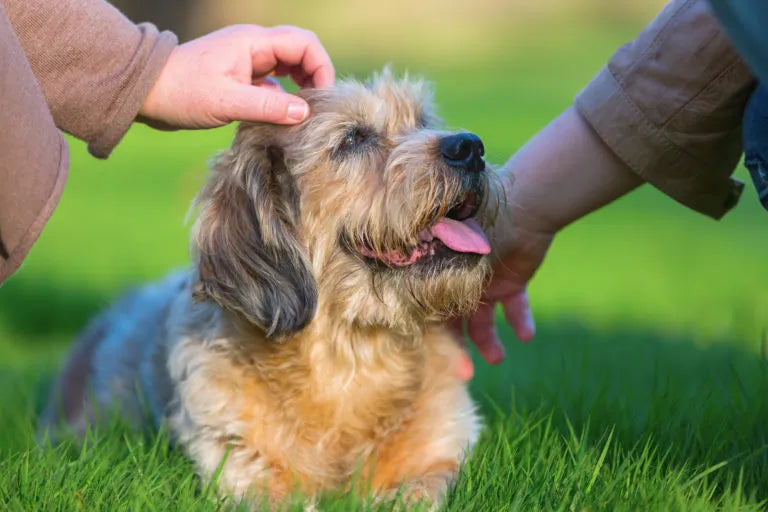 Bien vieillir avec son chien : le guide complet du propriétaire bienveillant