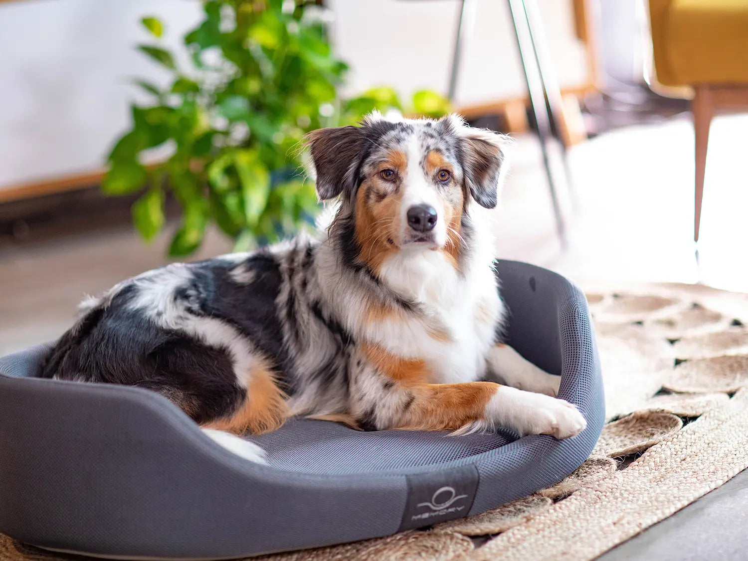 Soins des coussinets du chien : guide pratique pour des pattes en bonne santé
