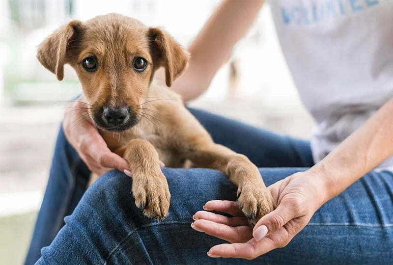 Complément alimentaire pour l'articulation du chien : comment choisir ce qui marche vraiment