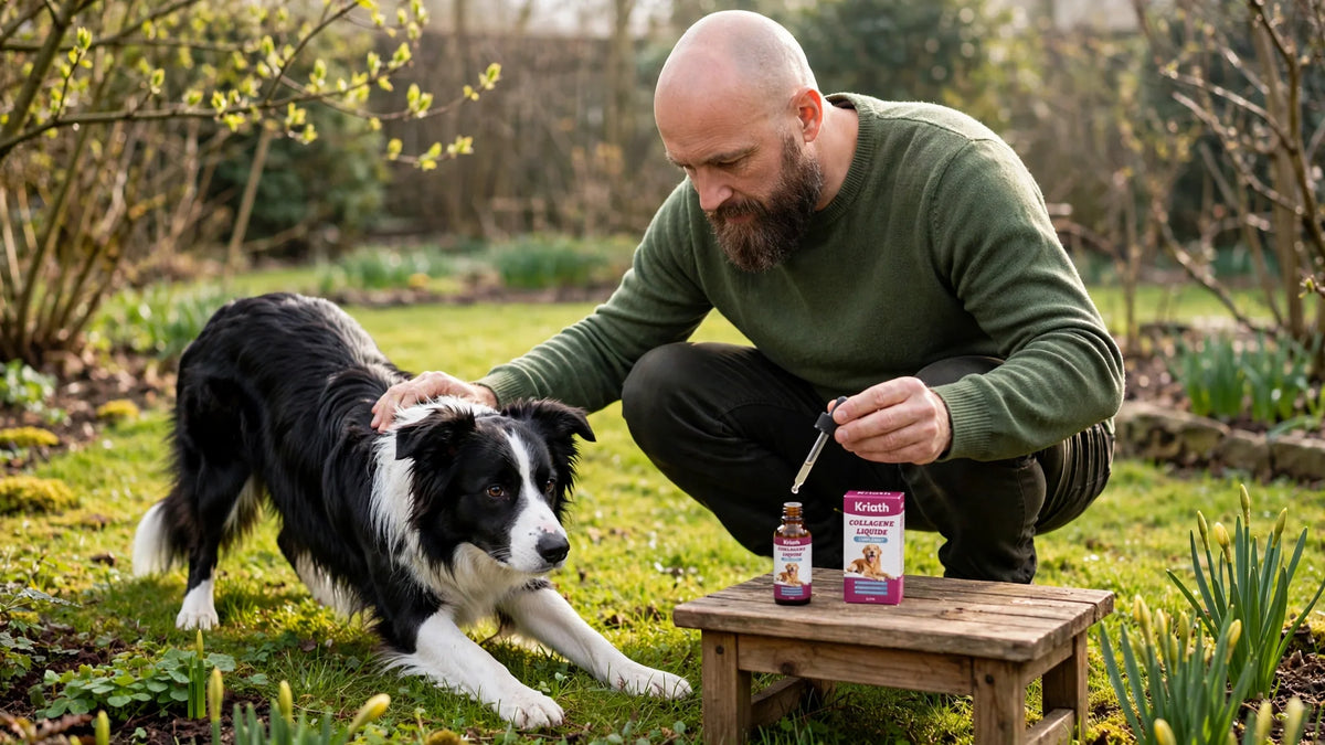 Reprise du printemps : comment préparer les articulations de mon chien après l'hiver ?