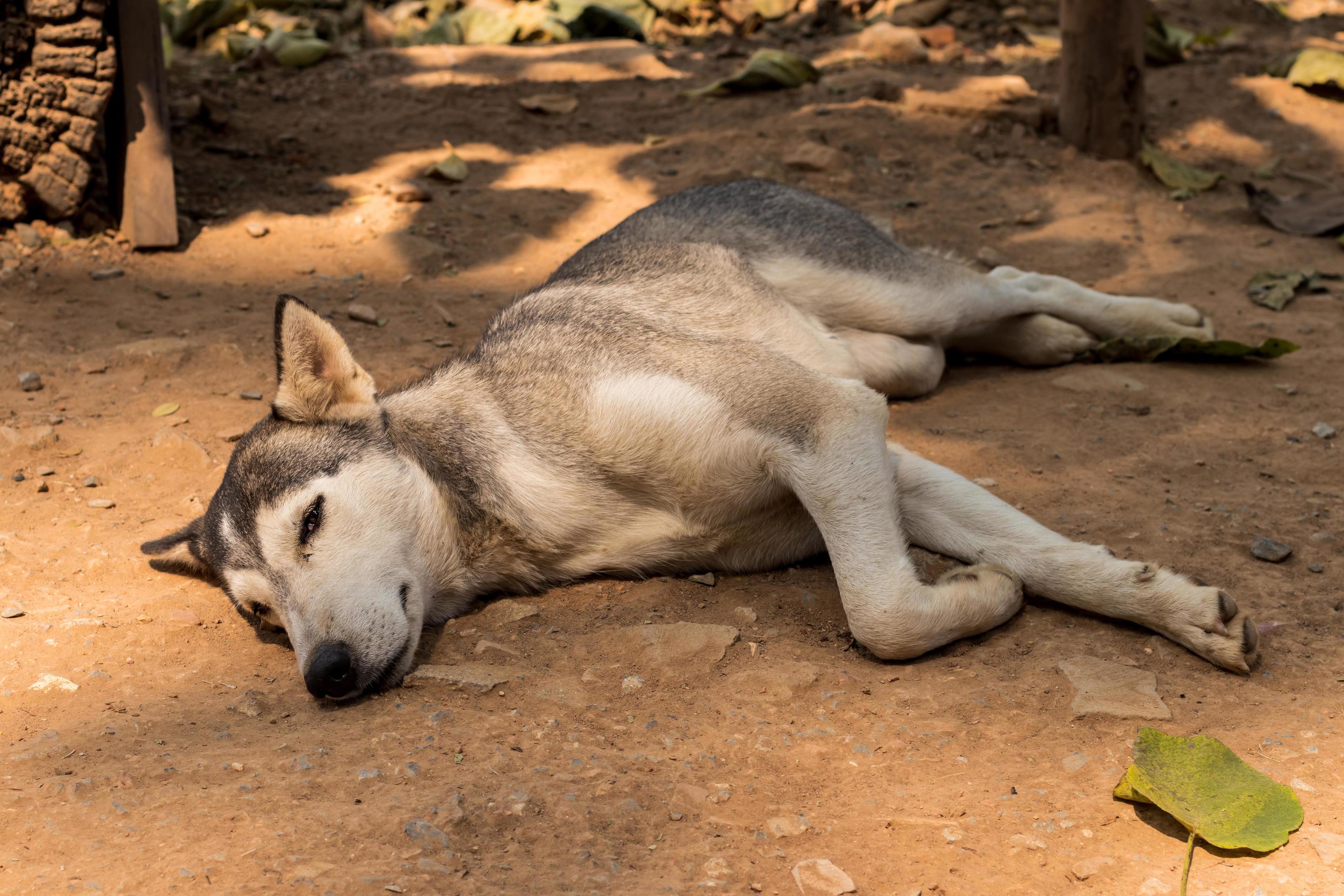 Anti-douleur pour chien naturel : comment soulager ses articulations sans abîmer sa santé ?