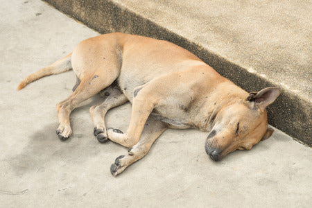 Mon chien ne veut plus marcher : comprendre et agir efficacement