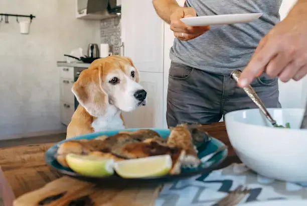 Comment adapter l'alimentation d'un chien âgé : guide complet par un professionnel