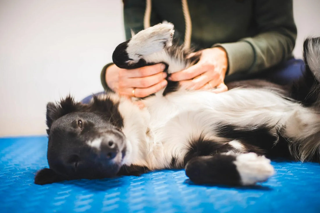 Masser son chien senior : comment faire, où insister, et ce que ça change vraiment