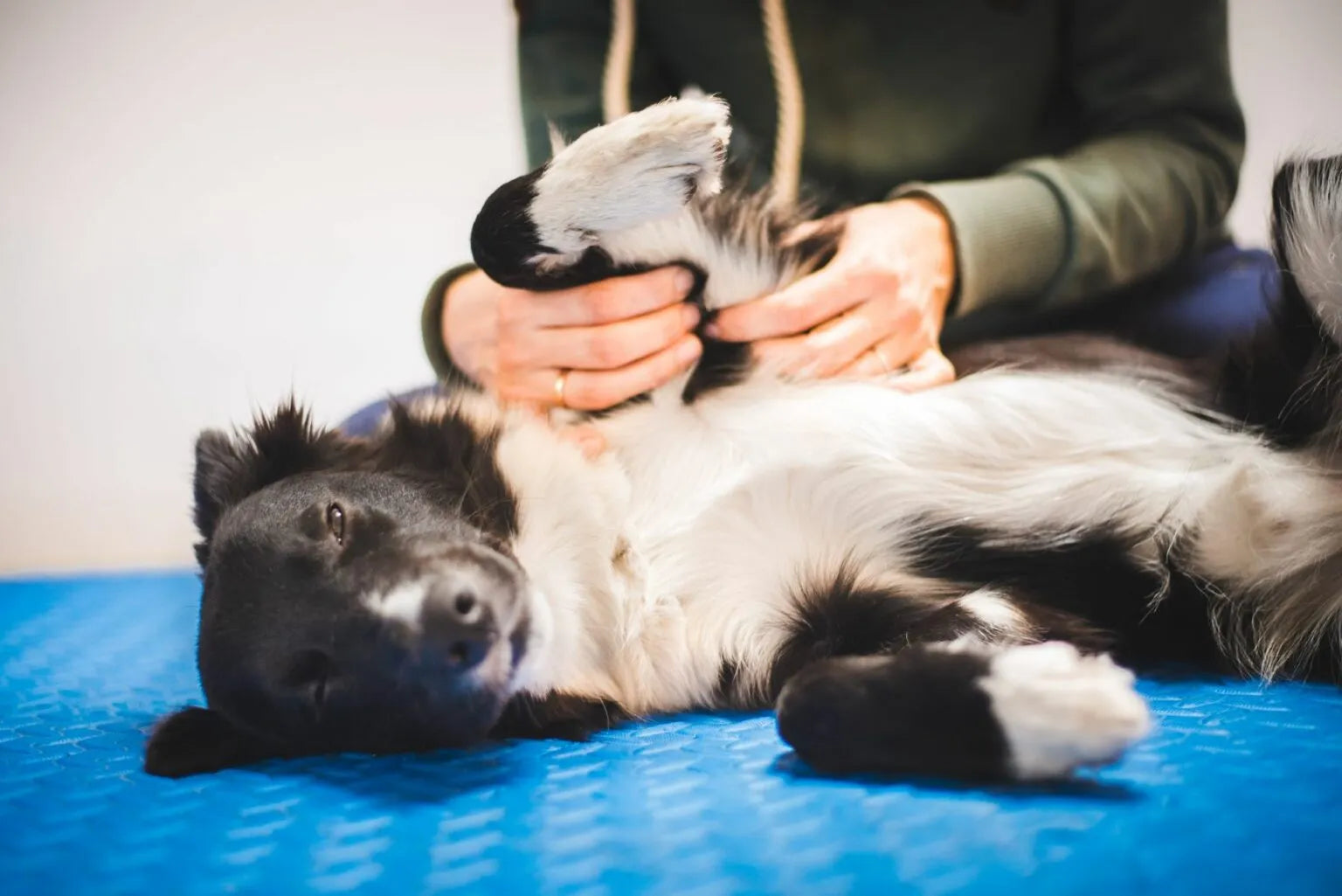 Masser son chien senior : comment faire, où insister, et ce que ça change vraiment