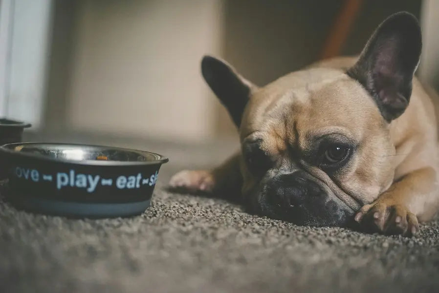 Mon chien mange moins depuis quelques semaines : douleur, vieillissement ou autre chose ?