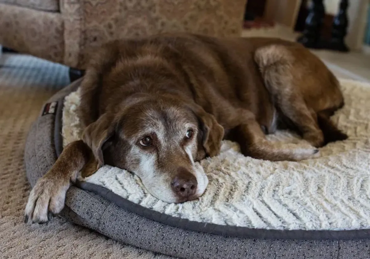 Quand un chien devient senior : l'âge, les signaux et comment bien l'accompagner