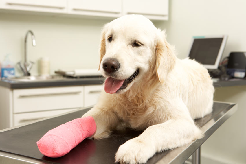 Mon chien sort d’opération : comment accélérer sa récupération articulaire ?