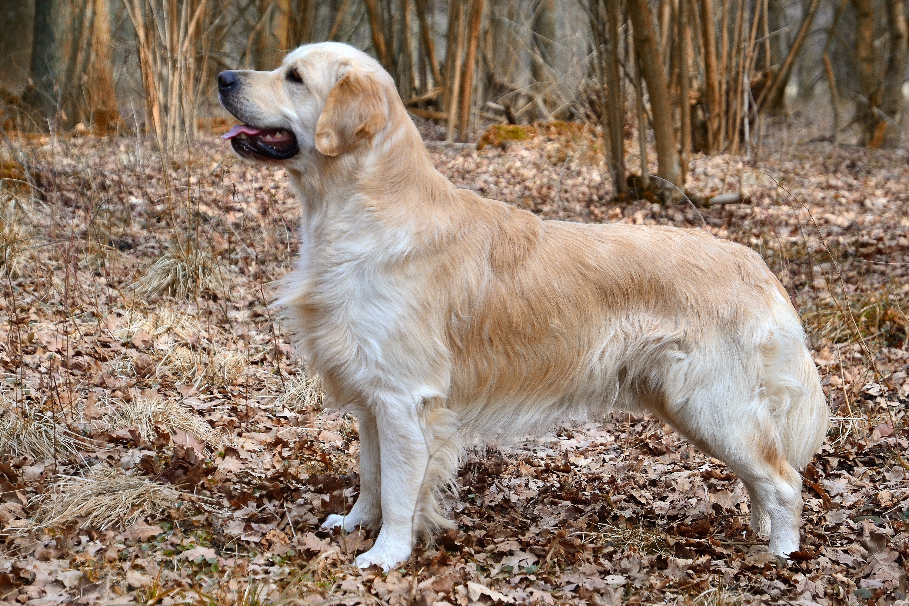 Mon Golden Retriever souffre des articulations : ce que sa race explique vraiment