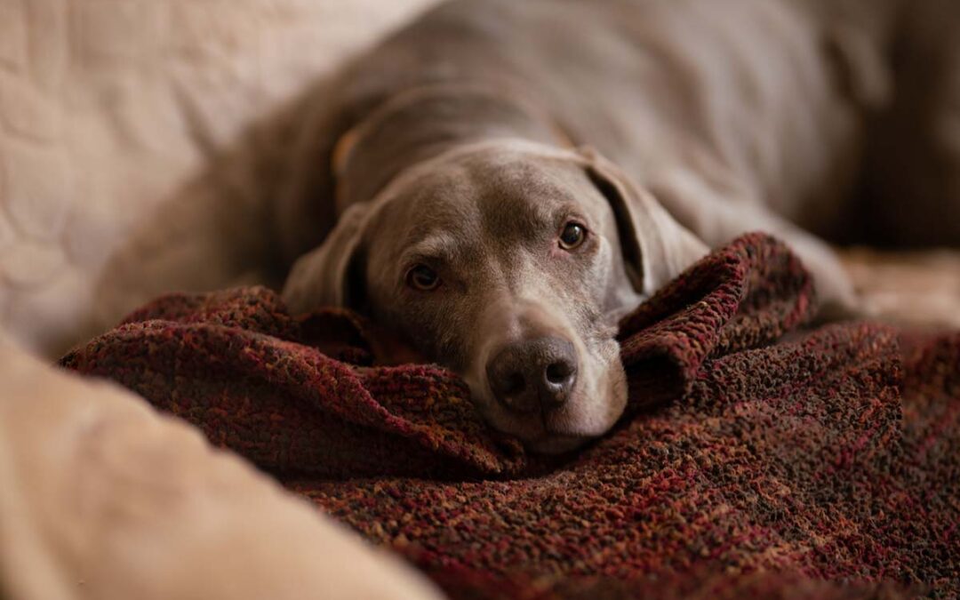 Mon chien souffre en silence : les 8 signes que trop de propriétaires ignorent encore