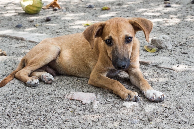 Mon chien croisé grande race : est-il vraiment protégé des problèmes articulaires ?