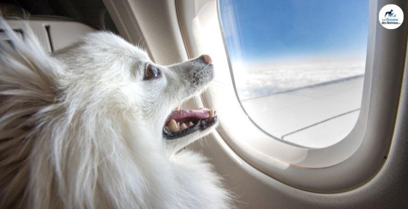 Chien senior en voyage : comment protéger ses articulations pendant le trajet