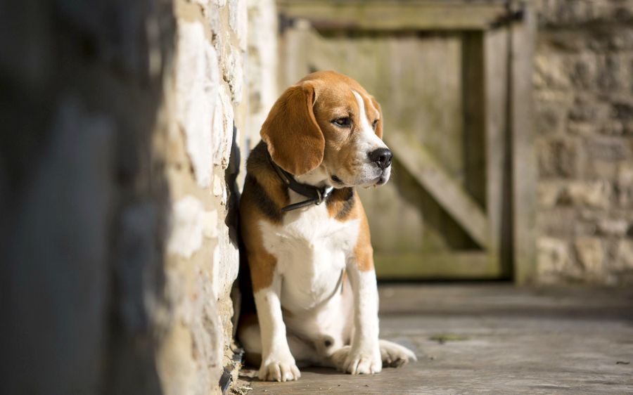 Mon chien chasse tout le week-end et boite le lundi : ce que ça révèle vraiment