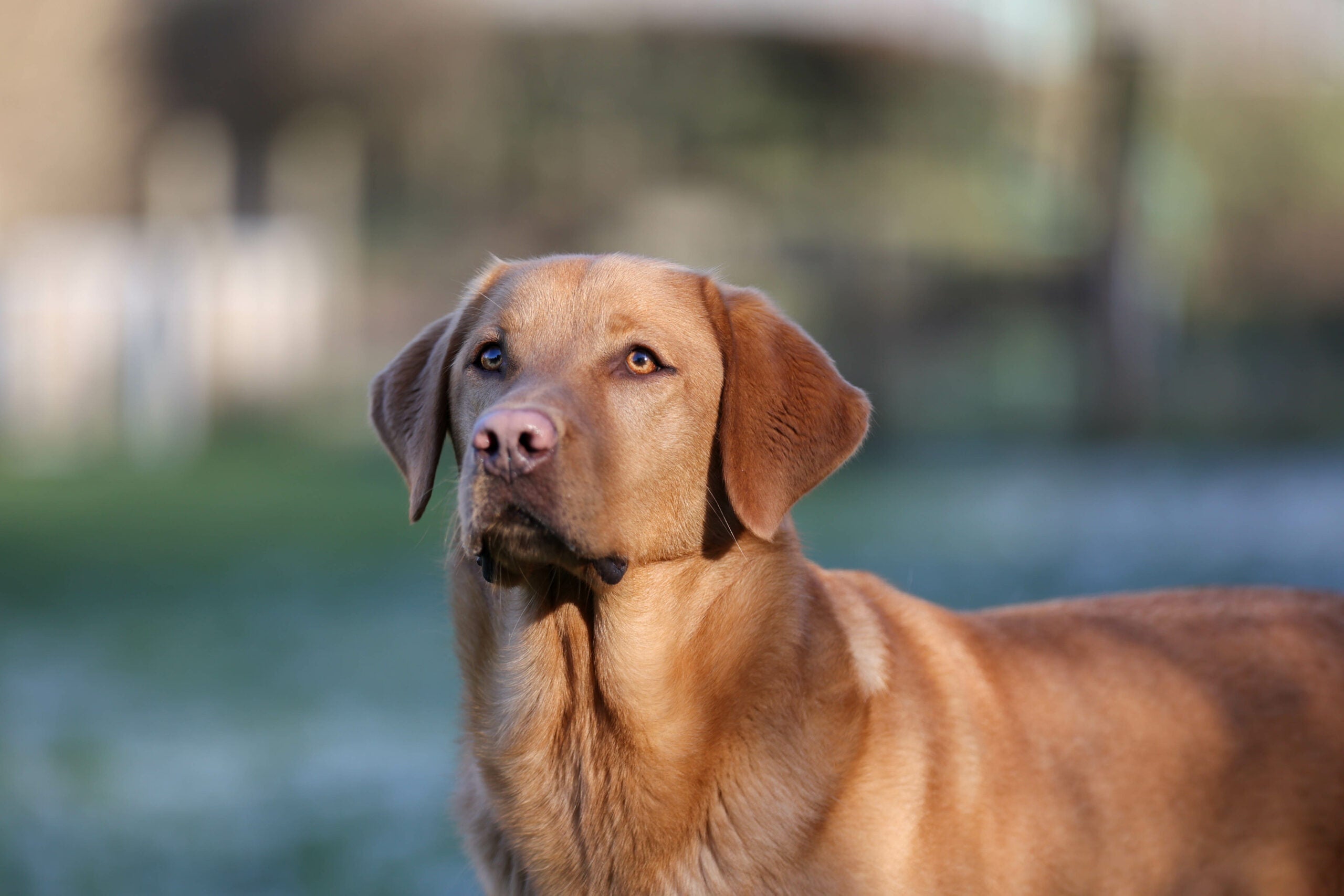 Mon chien est-il une race à risque articulaire ? Ce que tout propriétaire devrait savoir
