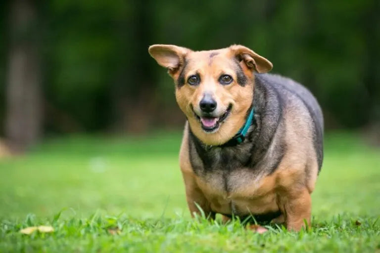 Mon chien prend du poids sans manger plus : ce que ca revele sur sa sante