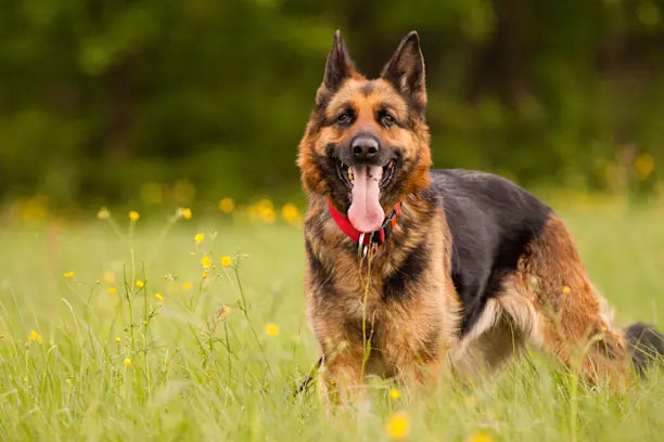 Complément collagène pour chien : comment éviter les produits inutiles et choisir ce qui marche