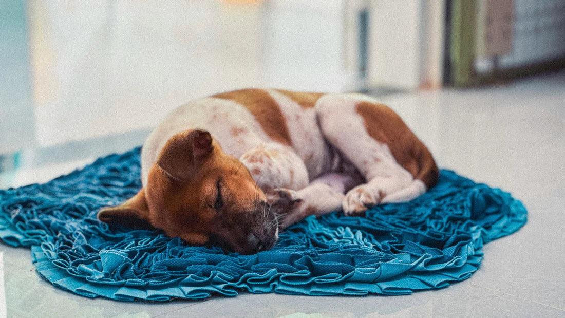 Mon chien senior et la chaleur nocturne : pourquoi les nuits d'été aggravent ses douleurs