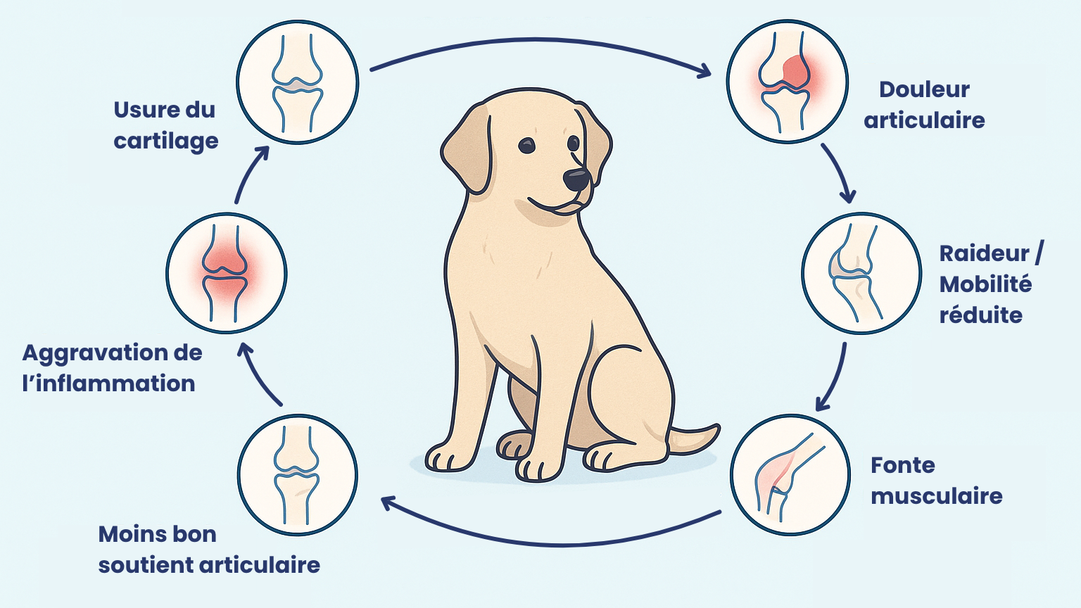Quel complément alimentaire pour les articulations de ton chien : le guide pour faire le bon choix