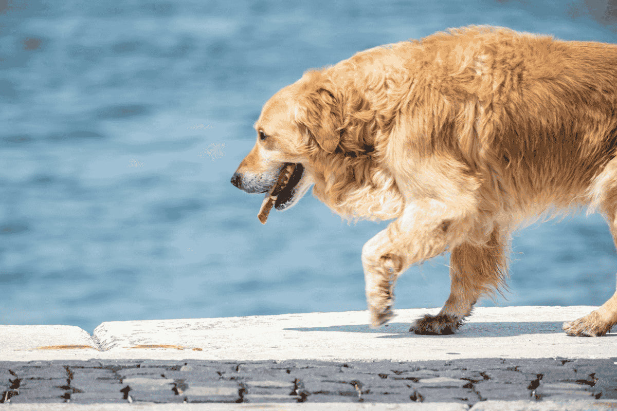Prévention articulaire chez le chien : pourquoi commencer avant les premiers symptômes