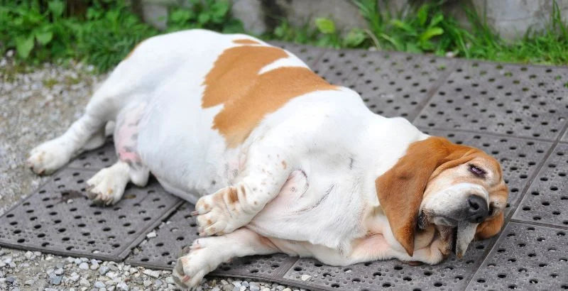 Chien en surpoids et articulations : le cercle vicieux à briser