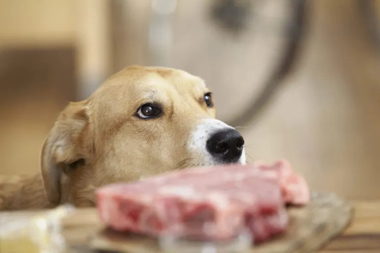 Mon chien mange du BARF : a-t-il quand même besoin de collagène ?