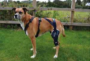 Mon chien a été opéré du ligament croisé : comment accélérer sa récupération ?