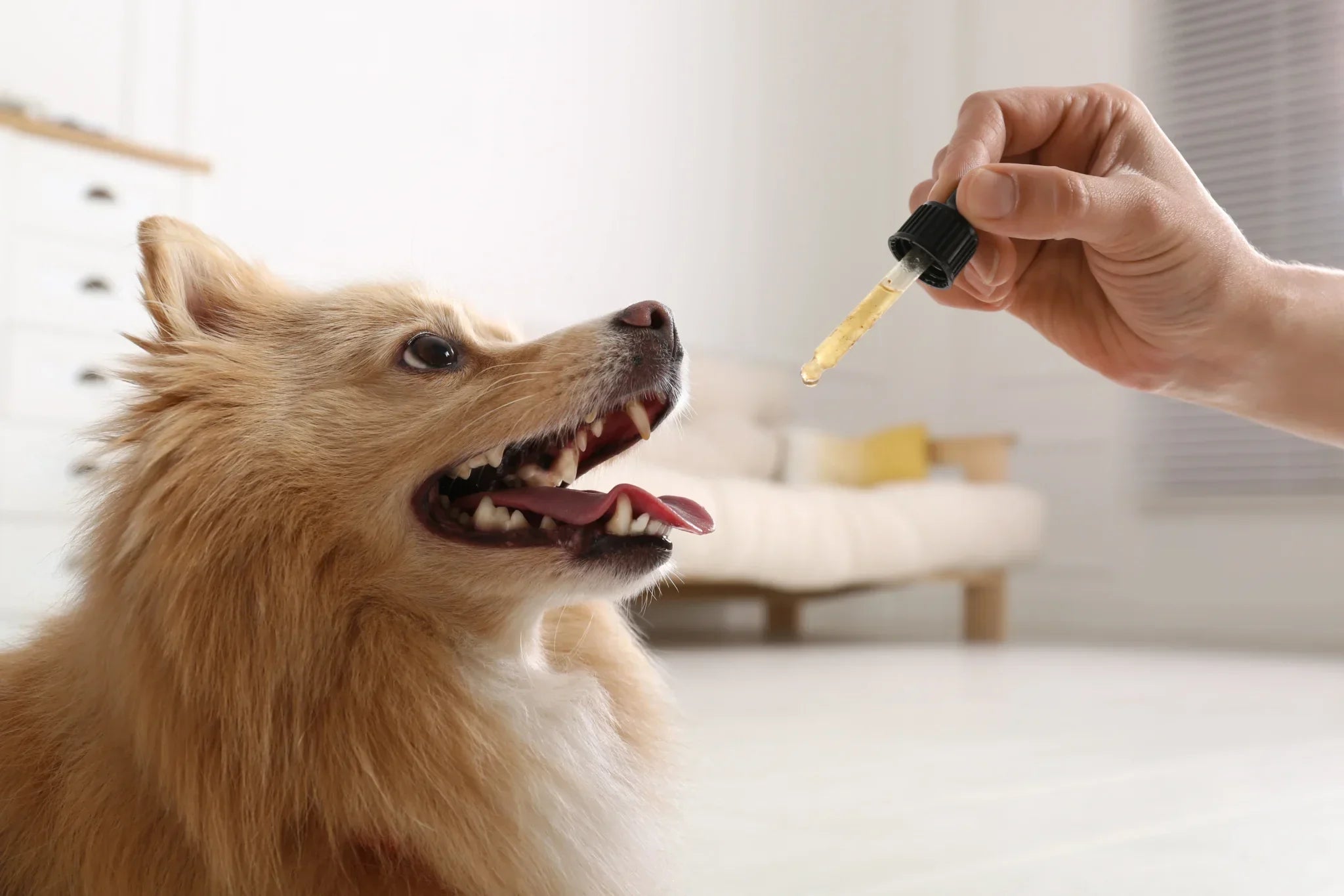 Collagène pour chien avis : ce que les propriétaires observent vraiment après une cure
