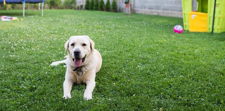 Comment renforcer un chien faible naturellement : les vraies solutions pour lui redonner de l'énergie