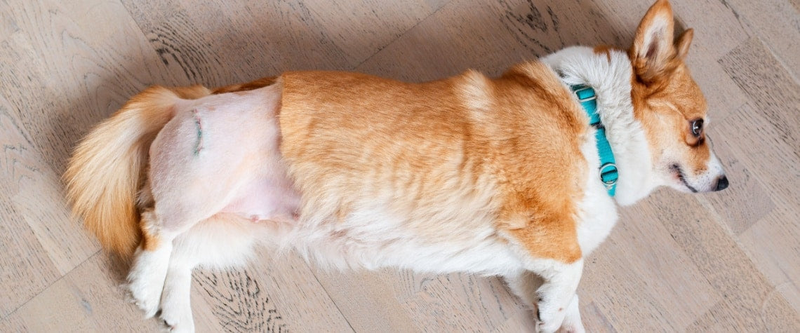 Dysplasie de hanche chez le chien : accompagnement naturel au quotidien
