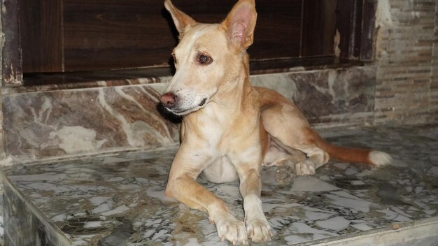 Chien douleur articulaire : comment soulager ton chien naturellement et durablement ?