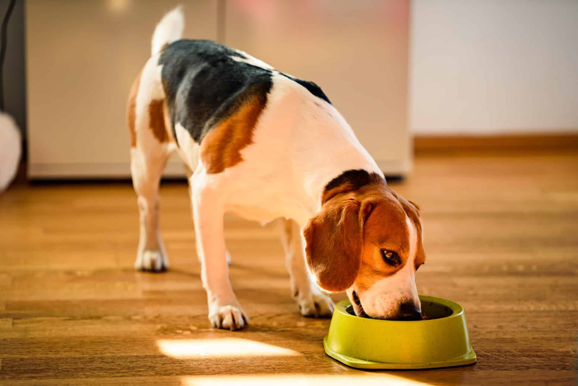 Collagène marin ou bovin pour chien : quelle source choisir ?