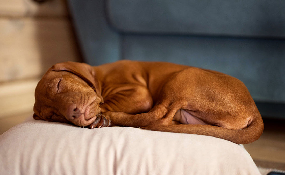 Mon chien gémit la nuit : douleur articulaire ou autre chose ?