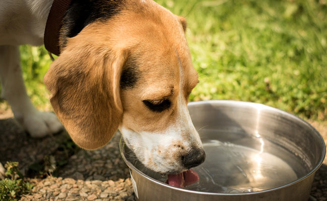 Collagène liquide vs comprimés : lequel absorbe réellement ton chien ?