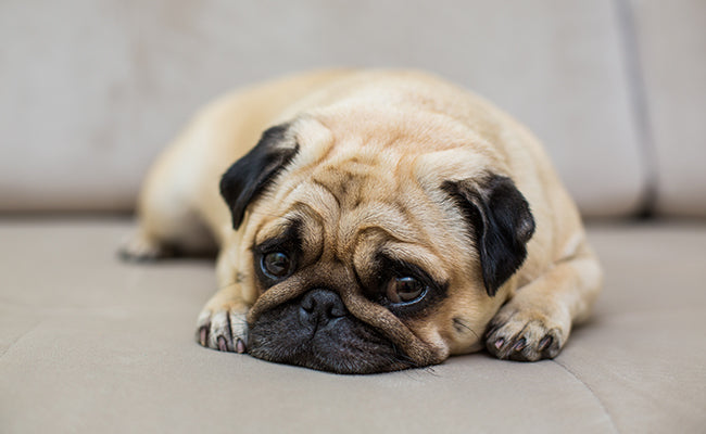 Glucosamine ou collagène pour chien : lequel choisir vraiment ?