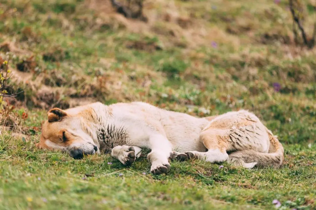 Mon chien de 8 ans fatigue vite : causes, signaux et solutions