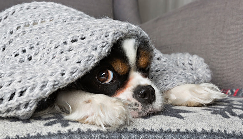 Mon chien souffre plus quand il fait froid le matin : ce que ça dit de ses articulations