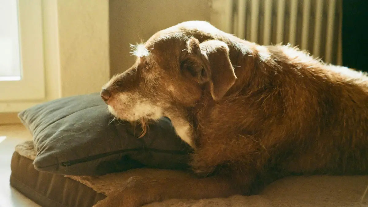 Quoi donner à un chien faible : les solutions naturelles pour lui redonner de la vitalité