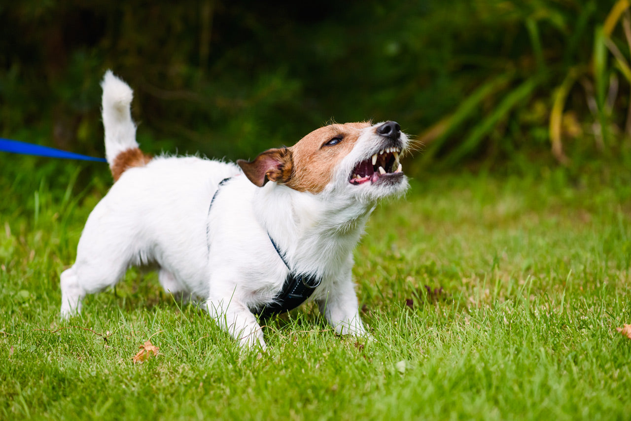 Mon chien grogne quand je le touche la nuit : douleur articulaire ou autre chose ?