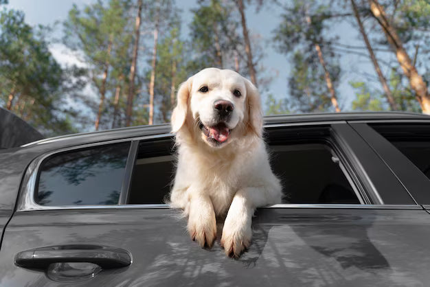 Collagène et immunité du chien : ce que la science explique