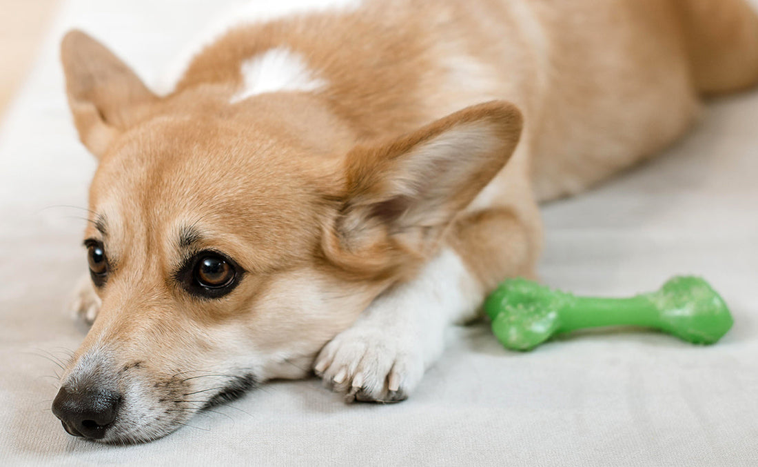 Mon chien ne veut plus jouer : épuisement, douleur ou dépression ?