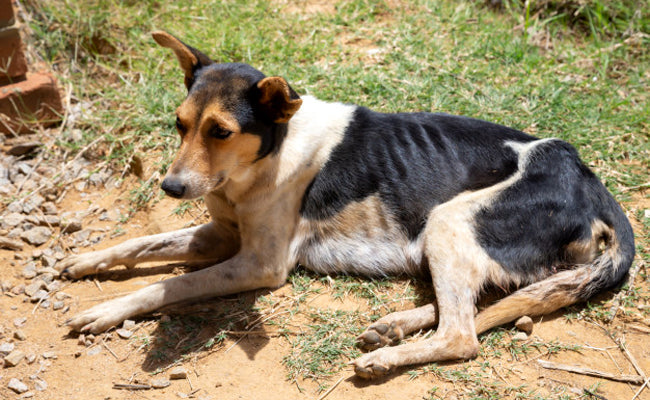 Mon chien a une plaie qui ne cicatrise pas : le lien avec le collagene