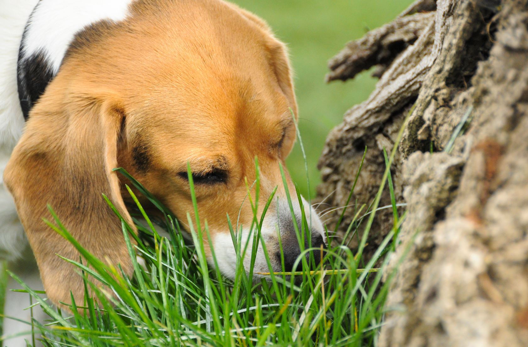 Mon chien mange de l'herbe en permanence : douleur, carence ou instinct ?