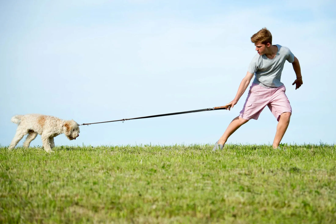 Mon chien senior ne supporte plus les longues balades : comment adapter son activité sans l'abîmer