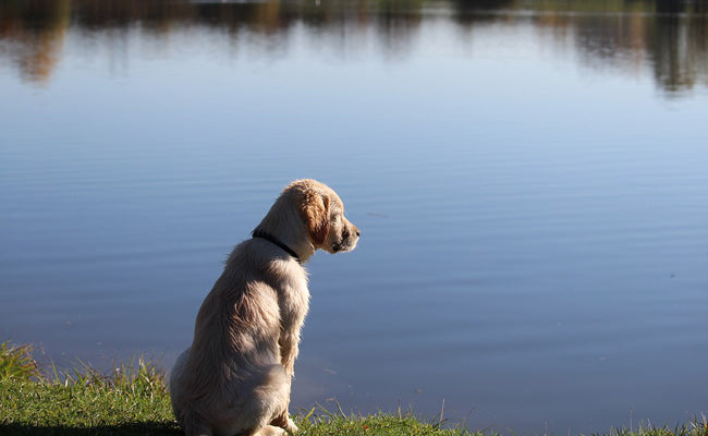 Mon chien a peur de l'eau : comment lui faire faire de l'exercice sans douleur