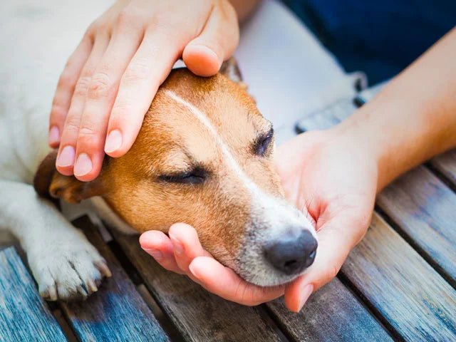 Mon chien ne supporte plus d'être touché : hypersensibilité ou douleur cachée ?
