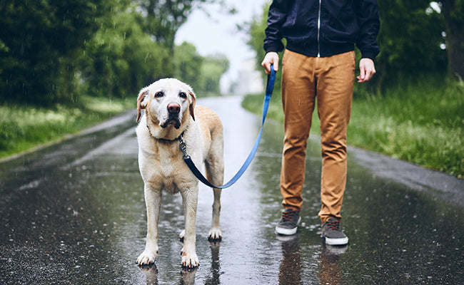 Mon chien souffre plus par temps humide : mythe ou réalité ?
